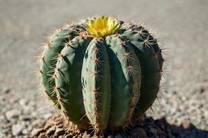 une cactus plante est montré dans de face de une gris mur photo