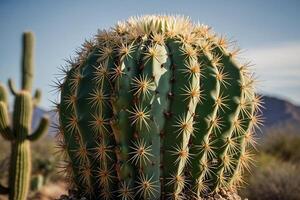 cactus les plantes dans le désert photo