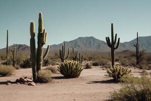 cactus les plantes dans le désert photo