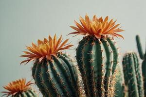 une cactus plante est montré dans une désert environnement photo