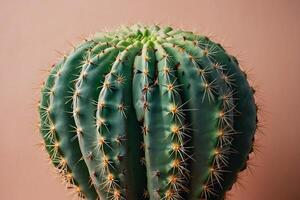 une cactus plante est montré dans une désert environnement photo