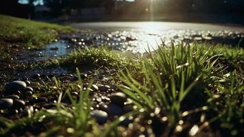 herbe et rochers sur le trottoir photo