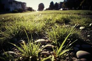 une herbeux zone avec rochers et herbe photo