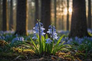 jacinthes dans le forêt à lever du soleil photo