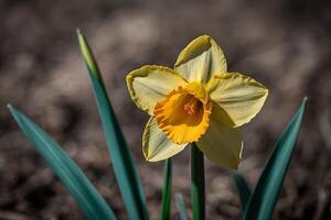 Jaune jonquilles dans le Soleil photo