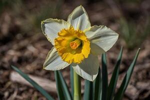 Jaune jonquilles dans le Soleil photo