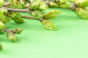 Frais Jeune brindilles avec bourgeons sur vert Contexte photo