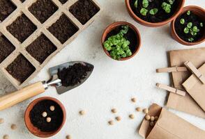 des pots avec divers des légumes semis. photo