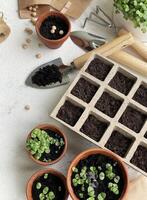 des pots avec divers des légumes semis. photo