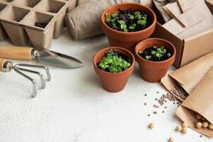 des pots avec divers des légumes semis. photo