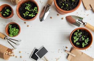 des pots avec divers des légumes semis. photo