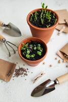 des pots avec divers des légumes semis. photo