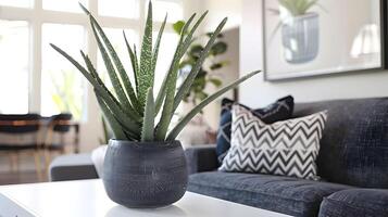 confortable et attrayant vivant pièce avec mis en pot aloès Vera plante et chevron à motifs oreiller photo