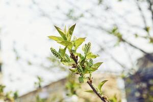 épanouissement érable sur une ensoleillé printemps journée contre le Contexte de ville bâtiments photo