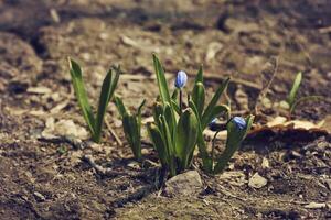 délicieux primevère fleurs encadré par vert feuilles sur une ensoleillé printemps journée photo