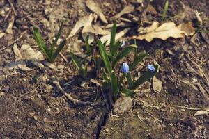 délicieux primevère fleurs encadré par vert feuilles sur une ensoleillé printemps journée photo