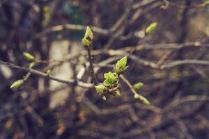 bourgeonnant Jeune lilas feuilles sur une brindille sur une ensoleillé printemps journée photo