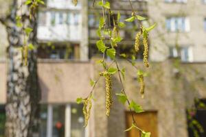 des boucles d'oreilles de une floraison bouleau dans printemps dans le ville sur une ensoleillé journée photo