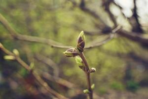 bourgeonnant Jeune lilas feuilles sur une brindille sur une ensoleillé printemps journée photo