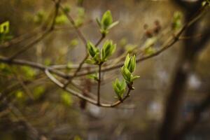 bourgeonnant Jeune lilas feuilles sur une brindille sur une ensoleillé printemps journée photo