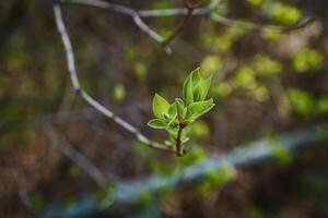 bourgeonnant Jeune lilas feuilles sur une brindille sur une ensoleillé printemps journée photo