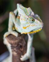 Yémen caméléon, chamaeleo calyptratus photo