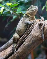 australien l'eau dragon, intellagama lesueurii howittii photo