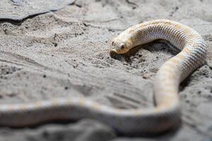 Texas nez de cochon serpent, hétérodon nasicus photo