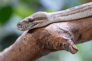 central australien tapis python, morelia bredli photo