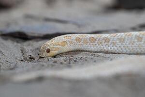 Texas nez de cochon serpent, hétérodon nasicus photo