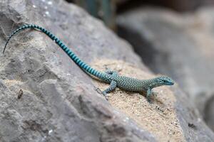 au museau pointu lézard, dalmatolacerta oxycéphale photo