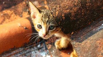 photo de une égarer chat avec bokeh. une égarer chat est une chat dont la vie erre le des rues.