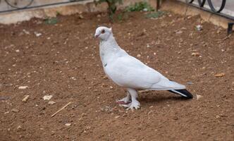 blanc Pigeon sur le marron sablonneux sol sur le rue. oiseau de le paix photo