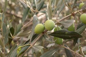 vert olive arbre. branche avec vert Olives. photo