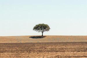 isolé arbre sur une Dénudé savane paysage. photo