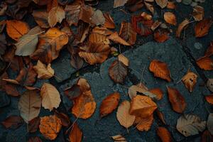déchue feuilles sur foncé béton sentier photo
