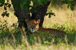 guépard repos en dessous de arbre dans prairie photo