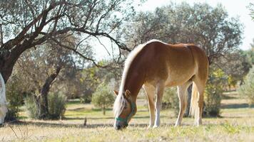 magnifique les chevaux pacifiquement en mangeant herbe dans une champ dans calabre photo