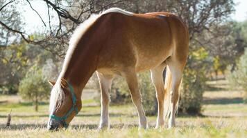 en bonne santé marron cheval alimentation dans une zoo dans Sud Italie photo