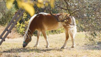 sauvage marron cheval mastication pâturage en dessous de une olive arbre dans Pouilles photo