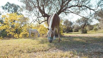 famille de les chevaux mastication pâturage et repos près des arbres et des buissons photo
