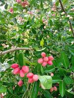 des fruits avec vitamine c avantages dans thaïlandais jardins photo