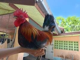 magnifique coloré sauvage poulets dans Thaïlande photo