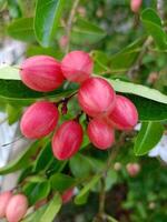 des fruits avec vitamine c avantages dans thaïlandais jardins photo