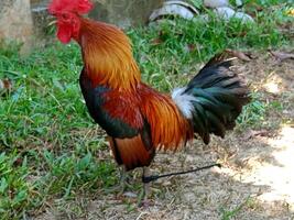 magnifique coloré sauvage poulets dans Thaïlande photo