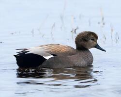 une canard nager dans le l'eau avec ses tête vers le bas photo