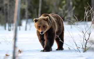 image de une gros marron ours photo