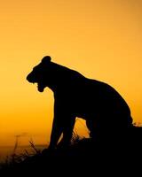 une Lion est silhouette contre le le coucher du soleil photo