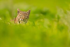 une lynx est en marchant à travers une champ photo