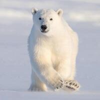 une polaire ours en marchant à travers une neigeux champ photo